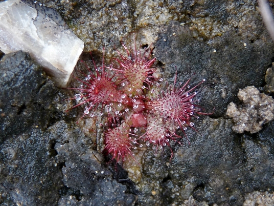 {Drosera brevifolia}